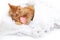 Cat red sleeping in bride marriage white dress