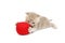 Cat and red wool ball