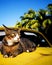 Cat relaxing old classic car tropical island Concept