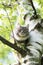 cat resting on birch tree observing