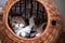 Cat resting in comfortable pet carrier basket