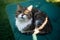 cat resting on cushion in sunlight