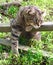 Cat Resting on a Fence