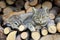 Cat resting on a heap of logs