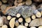 Cat resting on a heap of logs