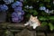 Cat resting next to hydrangea purple blossom plant