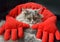 Cat resting on red pillow