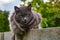 Cat is resting sitting on the fence. Homeless adult cat is lying on the fence