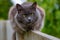 Cat is resting sitting on the fence. Homeless adult cat is lying on the fence