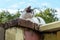 Cat is resting sitting on the fence. Homeless cat is lying on the fence