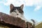 Cat is resting sitting on the fence. Homeless cat is lying on the fence