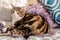 Cat resting on sofa. Closeup of one tabby cat looking on white blanket in sunny day. Lausanne, Switzerland