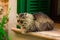 Cat resting on a windowsill in front of a open