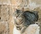 Cat in Rethymno Fortress