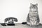 Cat and retro telephone