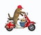 Cat riding english moped 2