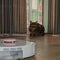 Cat and robot vacuum cleaner in the room