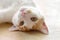 Cat rolling on back in a house. Happy tabby cat relaxing on the floor at home.