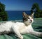 Cat on a Roof in Morocco