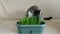 Cat in room eating green easter grass
