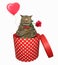 Cat with a rose in a red box