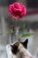 Cat rose Rosa flower floret