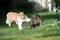 Cat running attacking another cat outdoors