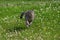 Cat running in meadow