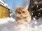 cat runs in the snowy yard