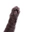 Cat\'s arm raised paw