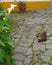 A Cat`s Dream On The Stone Pavement Next To A White Calla Lily