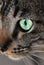 Cat\'s Eye