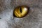 Cat`s eye close-up. Big yellow eye. Animal body parts