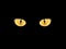 Cat\'s eyes in darkness