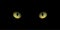 Cat`s eyes isolated on black background. Vector realistic design element.