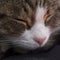 Cat\'s face closeup