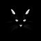 Cat`s face in the dark. Vector cat`s eyes, ears, nose and whiskers isolated on black background.