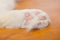 Cat\'s feet