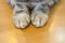 Cat\'s feet