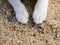 Cat\'s feet on the sand.