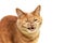 Cat`s grin. The red cat bared its teeth and narrowed its eyes. Angry cat