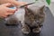 The cat's hair is being cut at the animal hairdresser. Specialist groomer