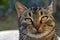 Cat`s muzzle tabby cat cat head looking big cat`s eyes