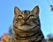 Cat`s muzzle tabby cat cat head looking big cat`s eyes