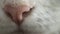 Cat\\\'s nose. Pink cat nose.