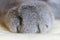 Cat`s paw close-up. Fluffy cat pillow. Animal body parts