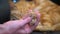Cat`s paw releases claws in the hand of a girl playing with a Egyptian Red Cat. Slow Motion