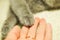 Cat`s paw in a womans palm