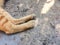 Cat`s paws on concrete background, orange cat. Image