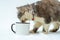 This cat\\\'s playful spirit is on full display as they interact with a white blank mug in a series of entertaining moments